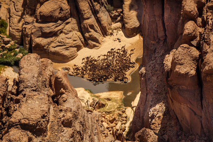 camels-amongst-rocks