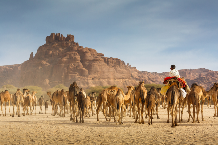 camels-en-route-chad