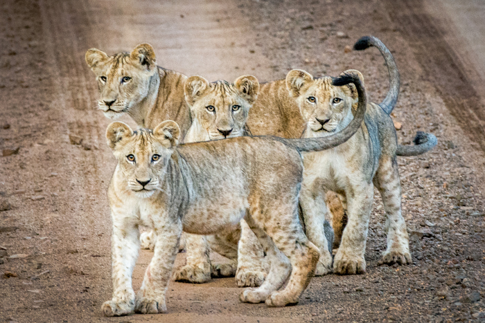 curious-lion-cubs