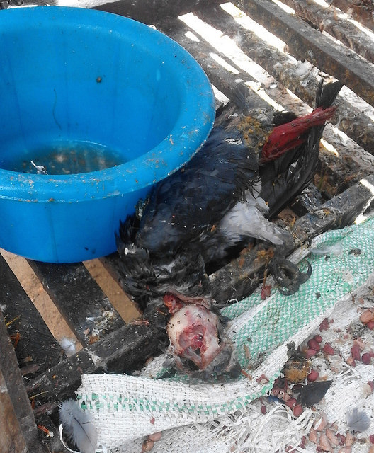 Dead parrots in the parrot food at one raided facility in Kindu.