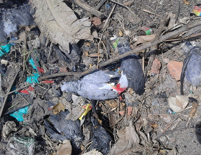 Dead parrots on the trash pile at a local buyer’s holding facility.