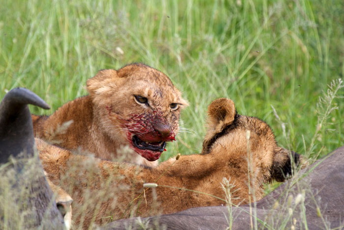 feasting-lion-cub