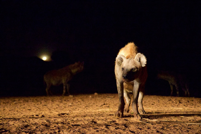 The hyena man of Harar Africa Geographic