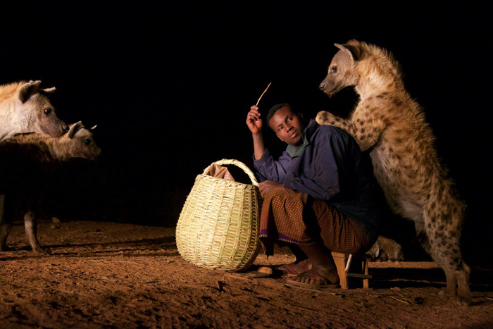 Î‘Ï€Î¿Ï„Î­Î»ÎµÏƒÎ¼Î± ÎµÎ¹ÎºÏŒÎ½Î±Ï‚ Î³Î¹Î± feeding hyenas in harar