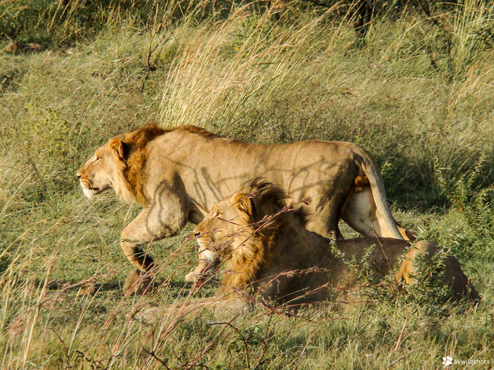 lion-on-the-hunt