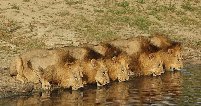 lions-at-water-new