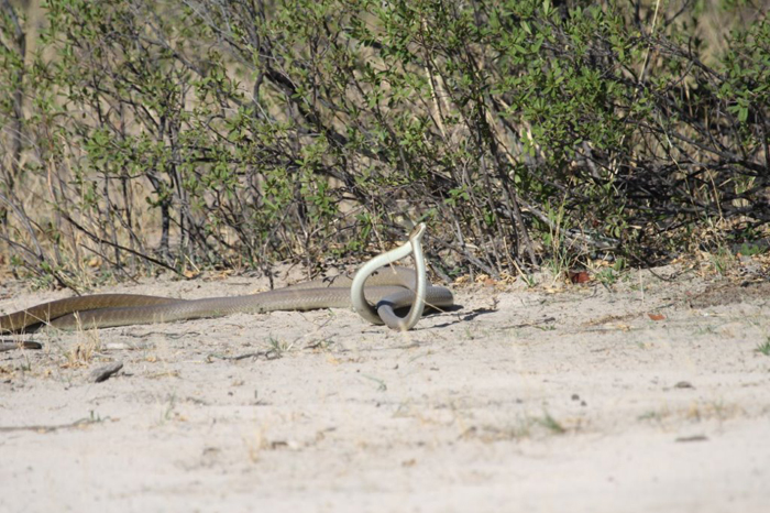 Mating Black Mambas Caught In The Act Africa Geographic