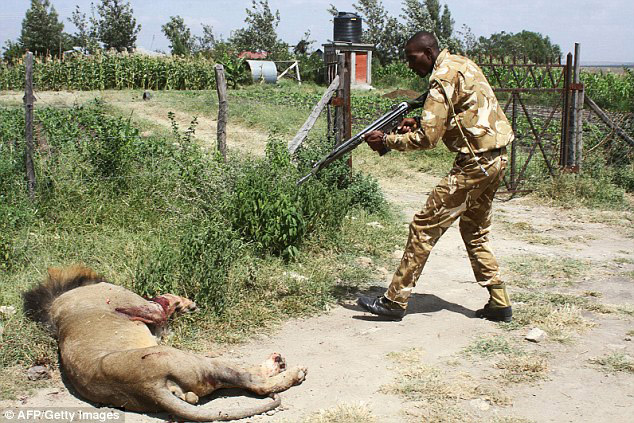 mohawk-lion-shot-in-kenya