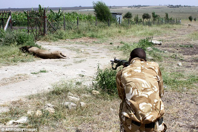mohawk-lion-shot-kenya