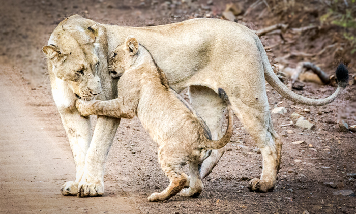 mother-lioness-and-cub