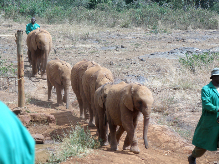 orphaned-elephants