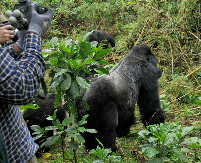 rwanda-gorilla-safari