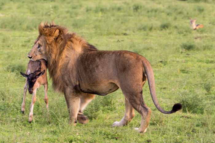 A lion and his pet wildebeest - Africa Geographic