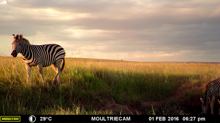 zebra-caught-on-camera