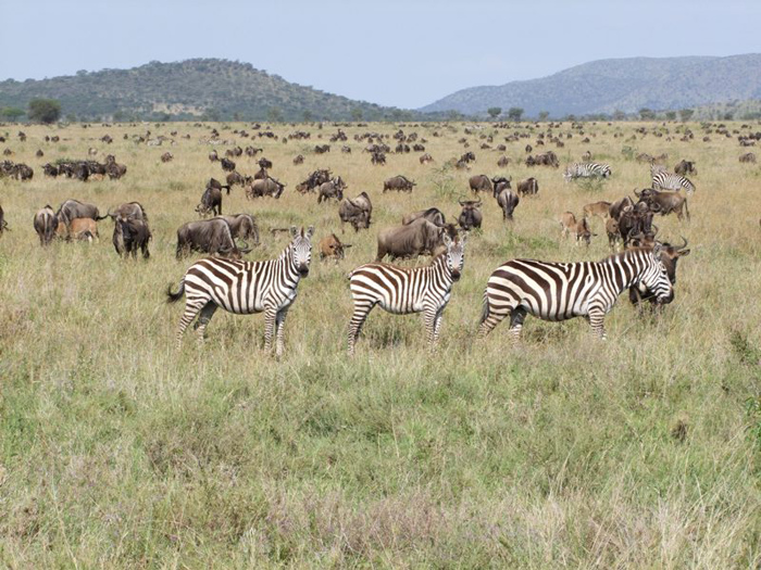 Zebra-Migration