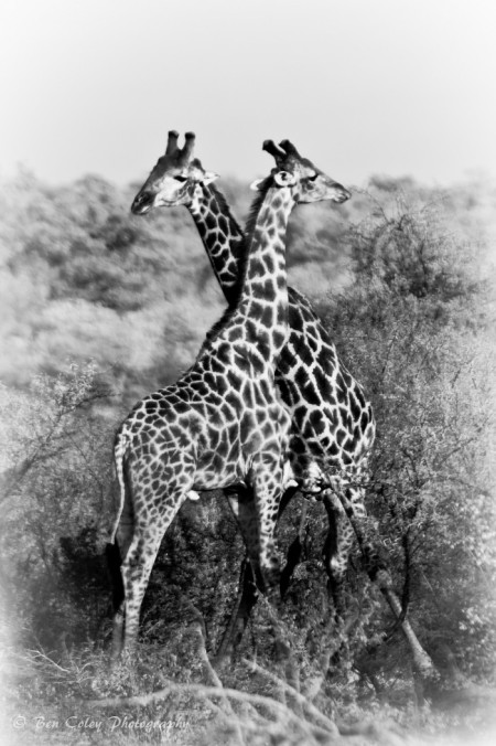 schwarz giraffe