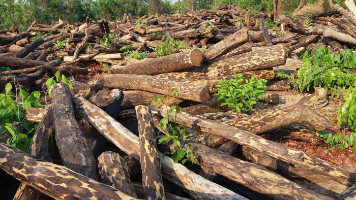 illegal-logging-DRC
