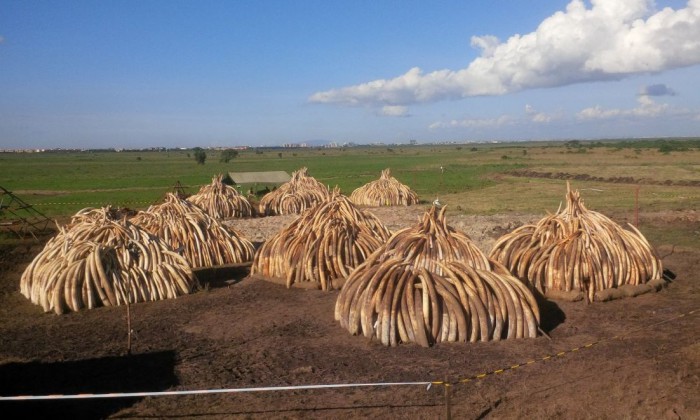 Image result for ivory kenya