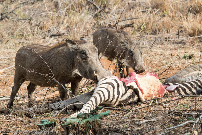 http://africageographic.com/wp-content/uploads/2016/04/warthog-zebra-carcass.jpg