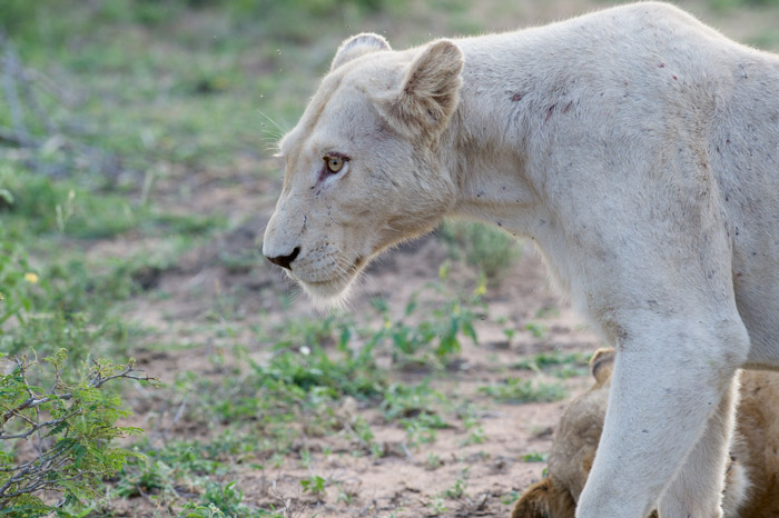 white-lioness-timbavati
