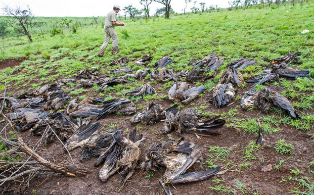 Poisoned African white-backed vultures on a game reserve in KwaZulu-Natal ©Andre Botha