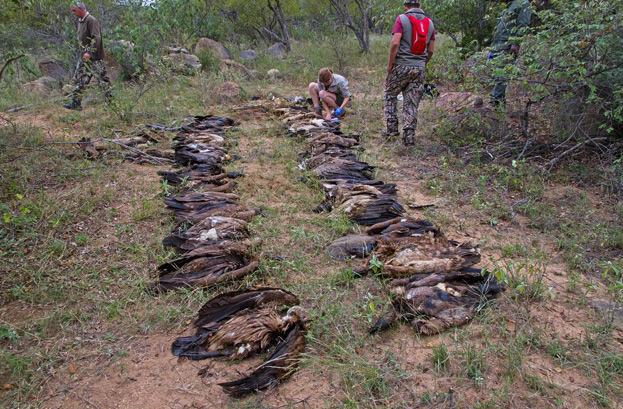 Vultures poisoned found poisoned in Limpopo province in 2015 ©Andre Botha