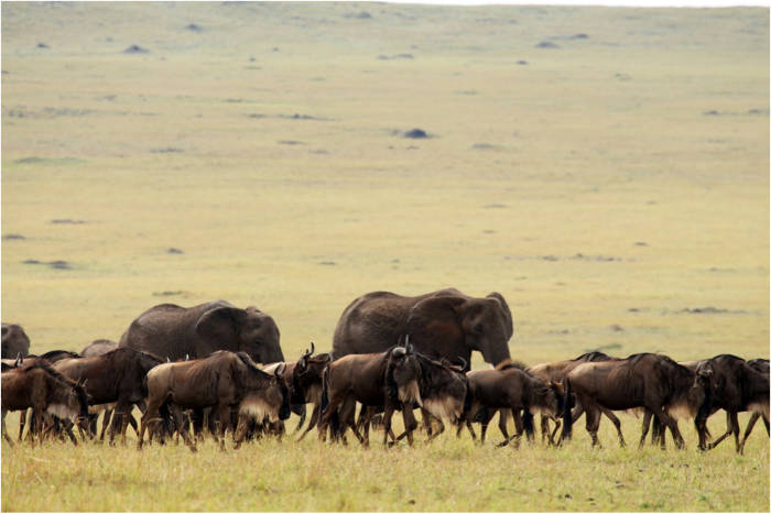 elephant wildebeest migration