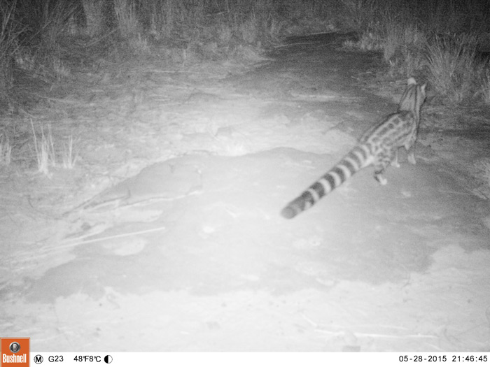 Large-spotted genet