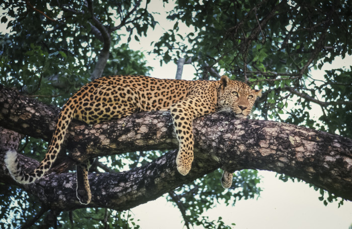 leopard-in-tree