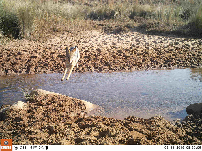 A black-backed jackal crossing a shallow tributary