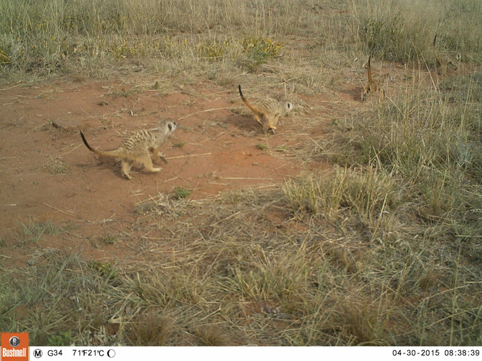 A family of meerkats move along a game path to a favourite foraging patch in the grassland.
