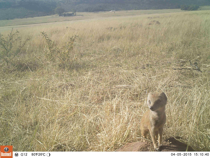 A close-up inspection of the camera by a yellow mongoose