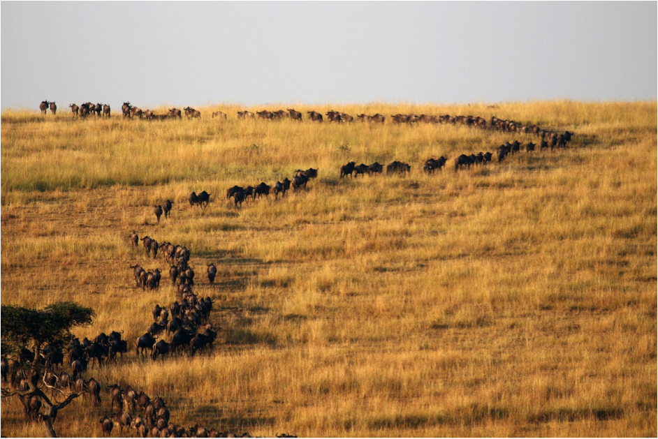 wildebeest migration line