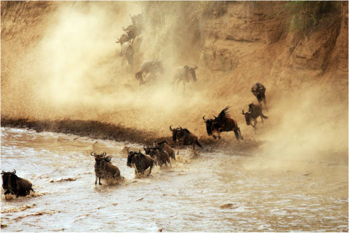 wildebeest water migration