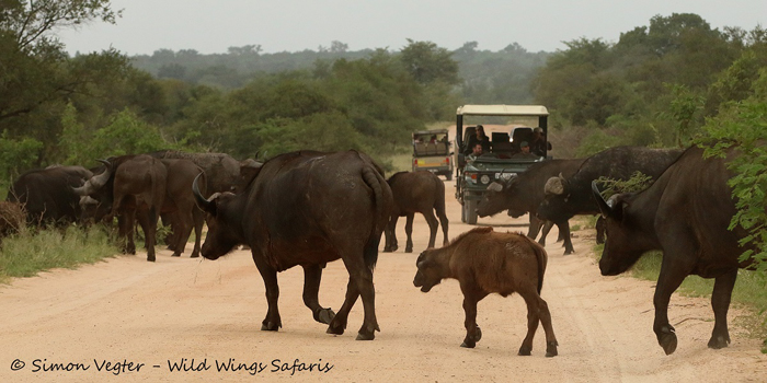 Buffalo-crossing-at-Kruger-National-Park