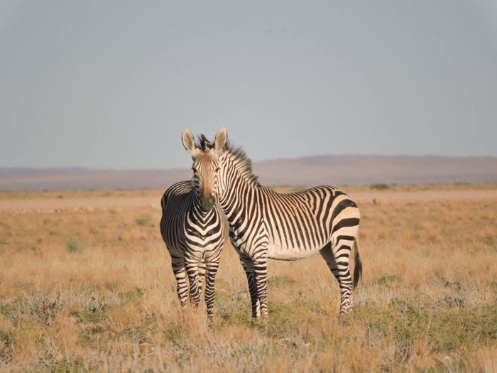 Illusions-by-Nature-Namib-Desert-Namibia-Gal-Zanir-africa-geographic-photographer-year-2016