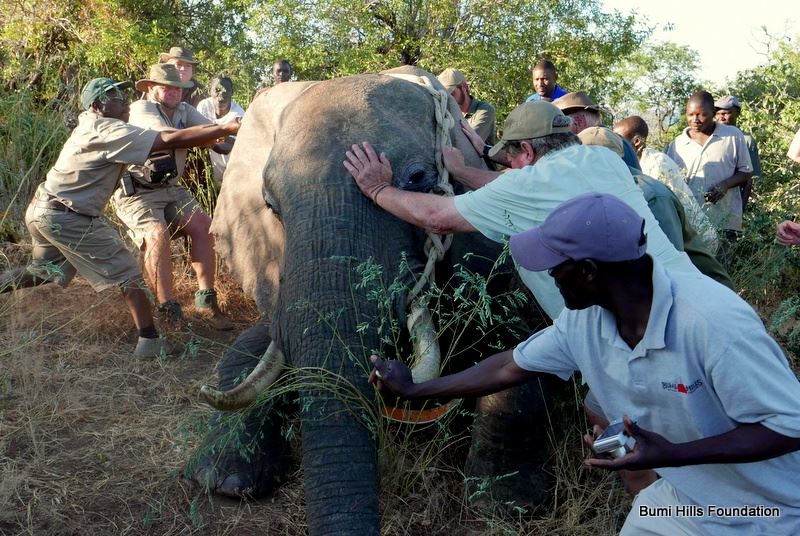 pushing-over-sedated-elephant