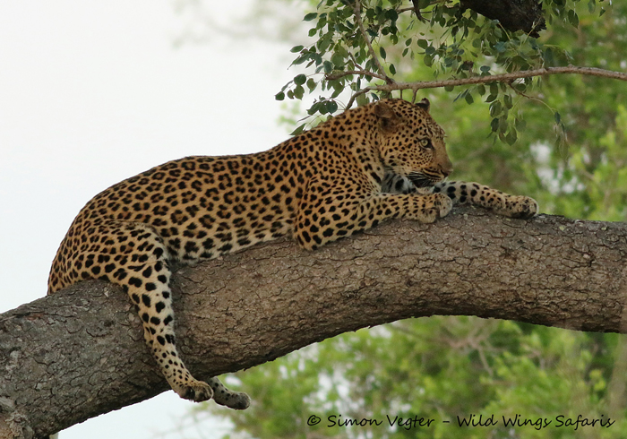 Lazing-leopard-at-Kruger-National-Park
