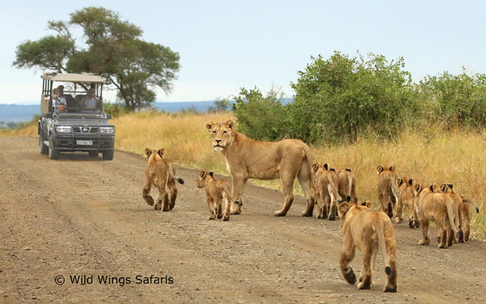 Lion-family-on-safari-at-Kruger-National-Park