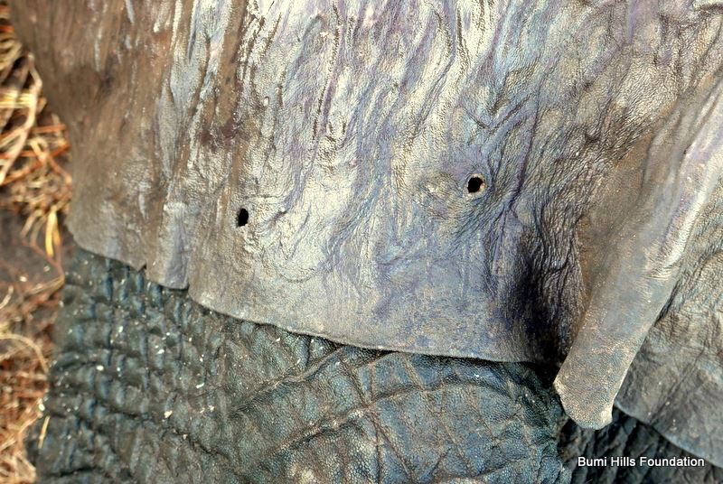 bullet-holes-in-elephants-ear