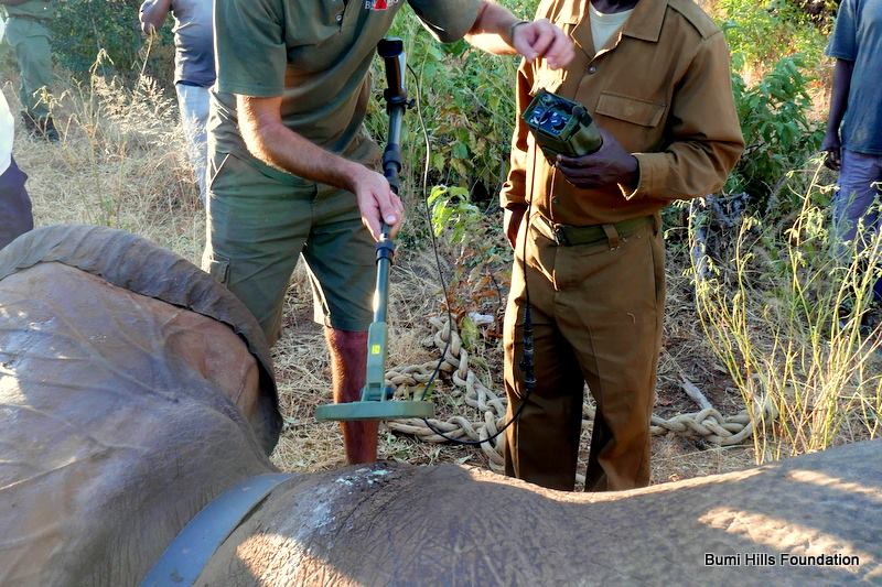Metal-detector-on-elephant