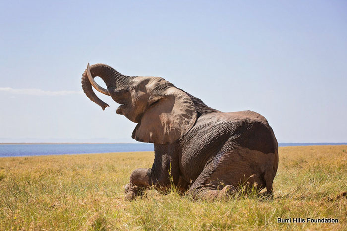 ben-elephant-getting-up