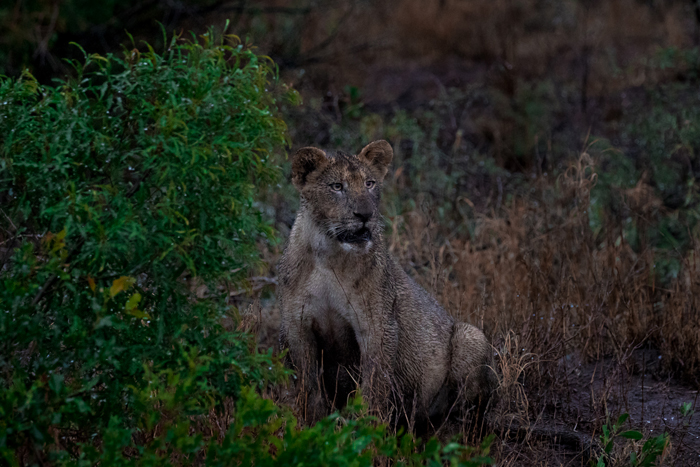 dirty-lion-wildlife-photography