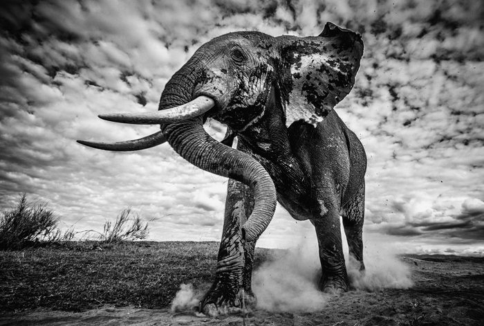 elephant-bull-walking-to-the-water-at-amboseli-pieter-ras-africa-geographic-photographer-year-2016