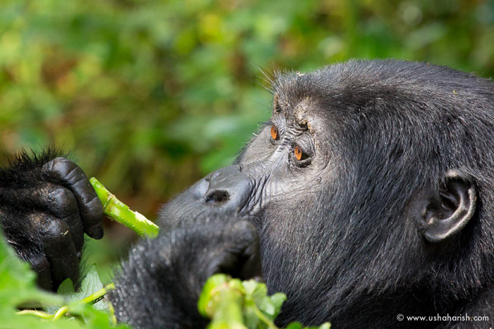 female-mountain-gorilla
