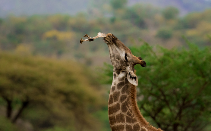 giraffe-moment-wildlife-photography