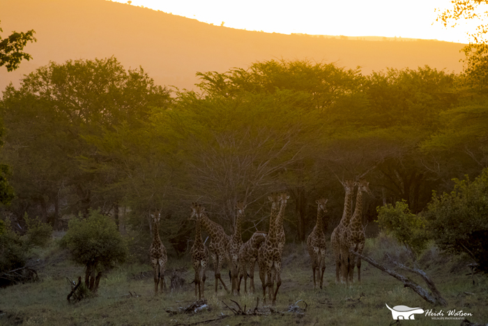 giraffe-herd-wildlife-photography