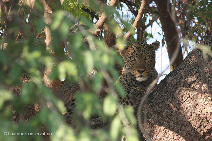 leopard-luambe-national-park