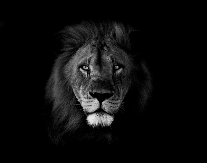 male-lion