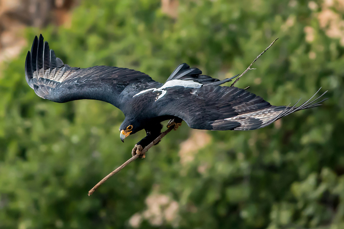 black-eagle-taking-a-branch-to-the-nest-in-walter-sisulu-national-botanical-garden-ernest-porter-africa-geographic-photographer-year-2016